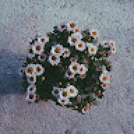 MocLe