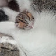 caocamtu