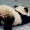 PinkPandaOvO
