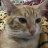 Catterio